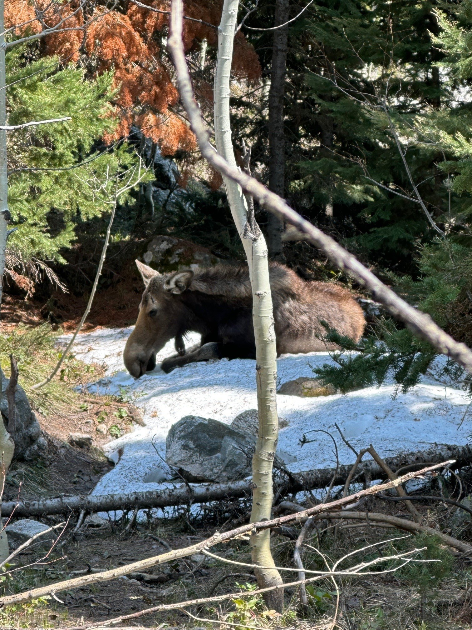 Moose Grand Teton Family Cesar