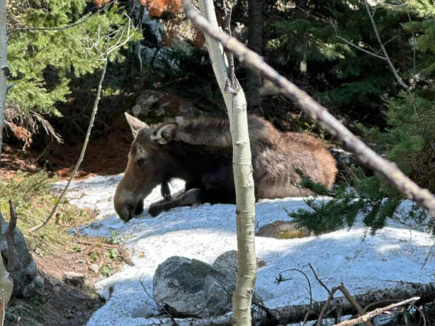 Moose Grand Teton Family Cesar
