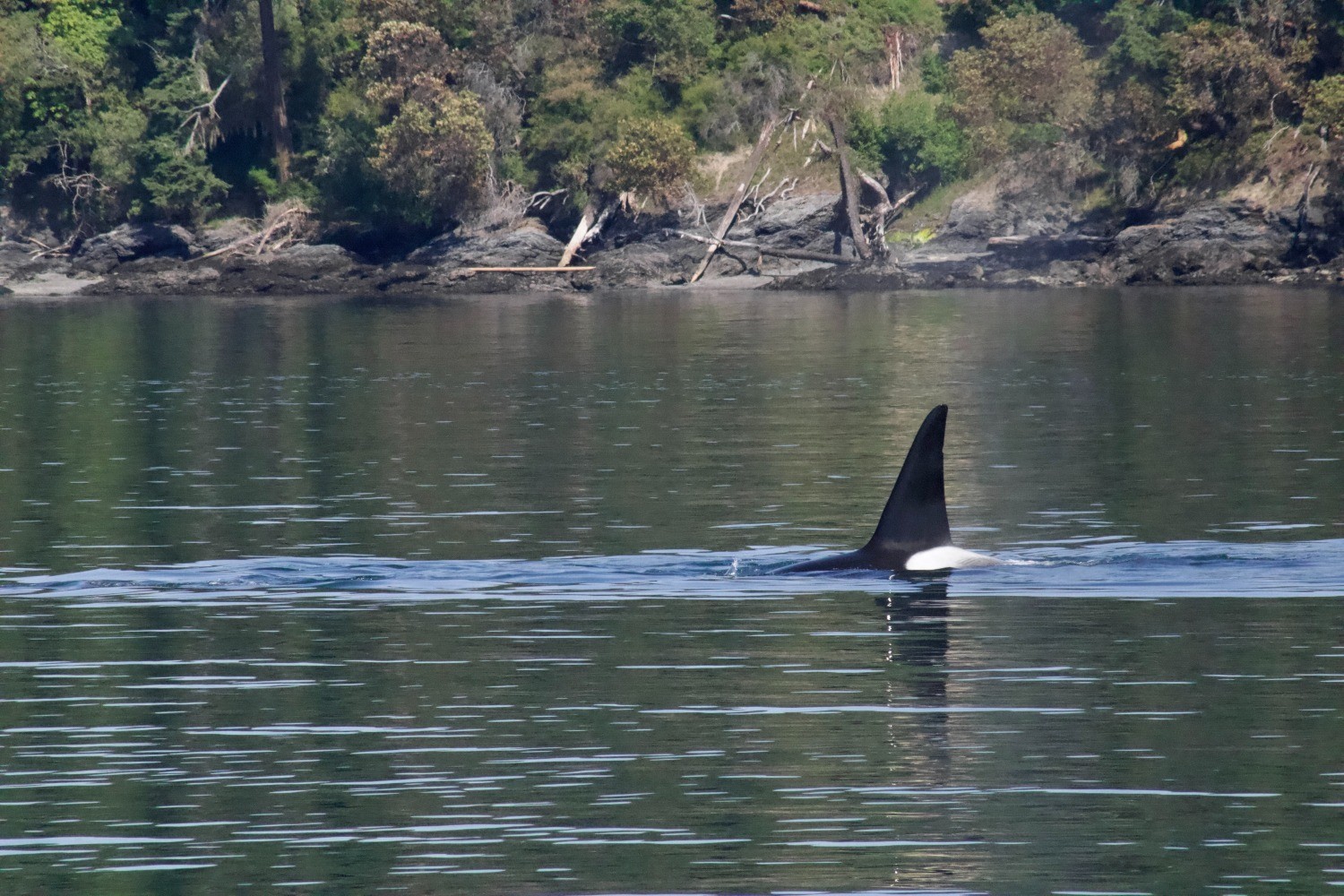 Orca Spirits De grote broer