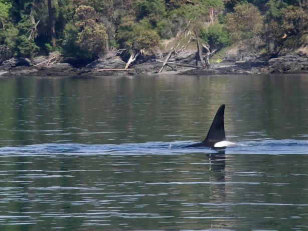 Orca Spirits De grote broer