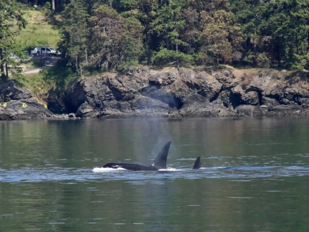 Orca Spirits Mama met de kleine