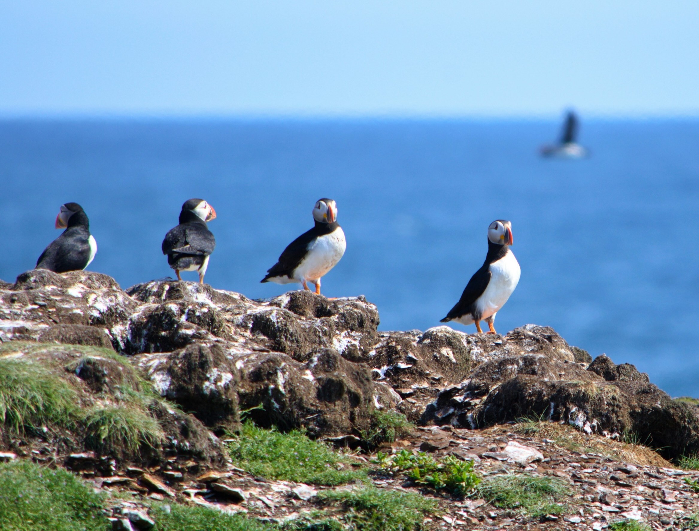 Papegaaiduikers staan op een rotsachtige kustklif in Newfoundland, Canada, met de oceaan op de achtergrond.