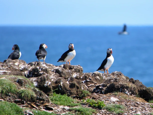 Papegaaiduikers staan op een rotsachtige kustklif in Newfoundland, Canada, met de oceaan op de achtergrond.