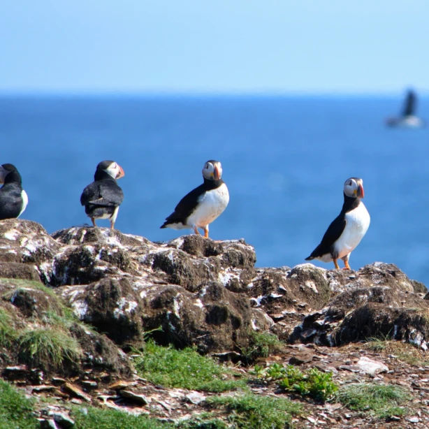 Papegaaiduikers staan op een rotsachtige kustklif in Newfoundland, Canada, met de oceaan op de achtergrond.