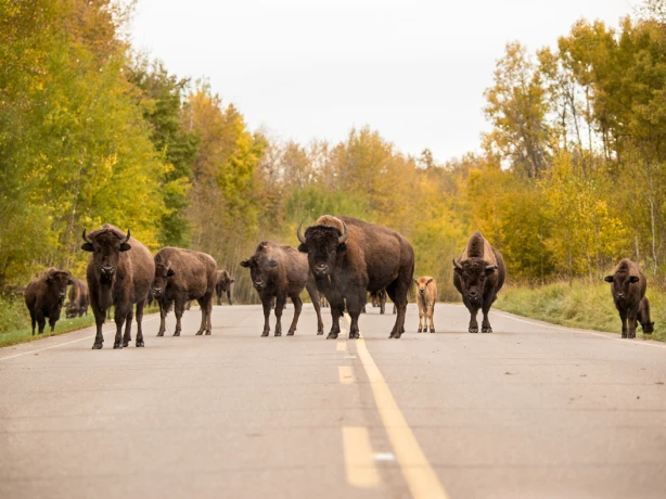 CA Alberta Edmonton 1309 Elk Island