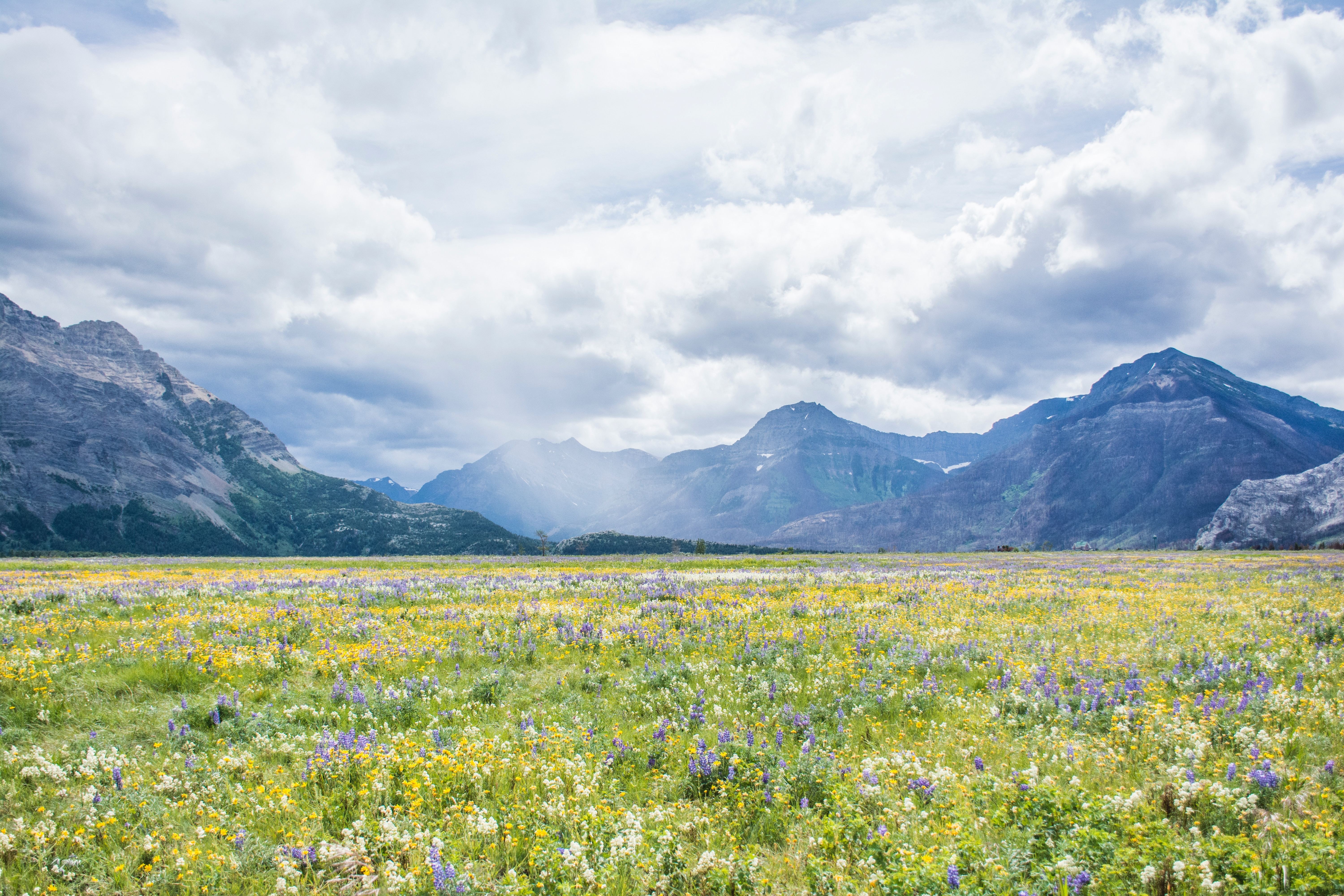 Voor de imposante bergen in het Waterton Lakes National Park in Canada bloeien de lentebloemen