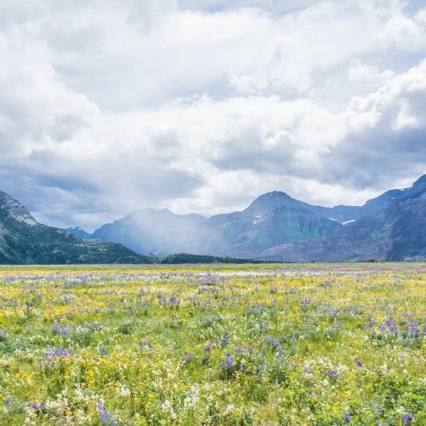 Voor de imposante bergen in het Waterton Lakes National Park in Canada bloeien de lentebloemen