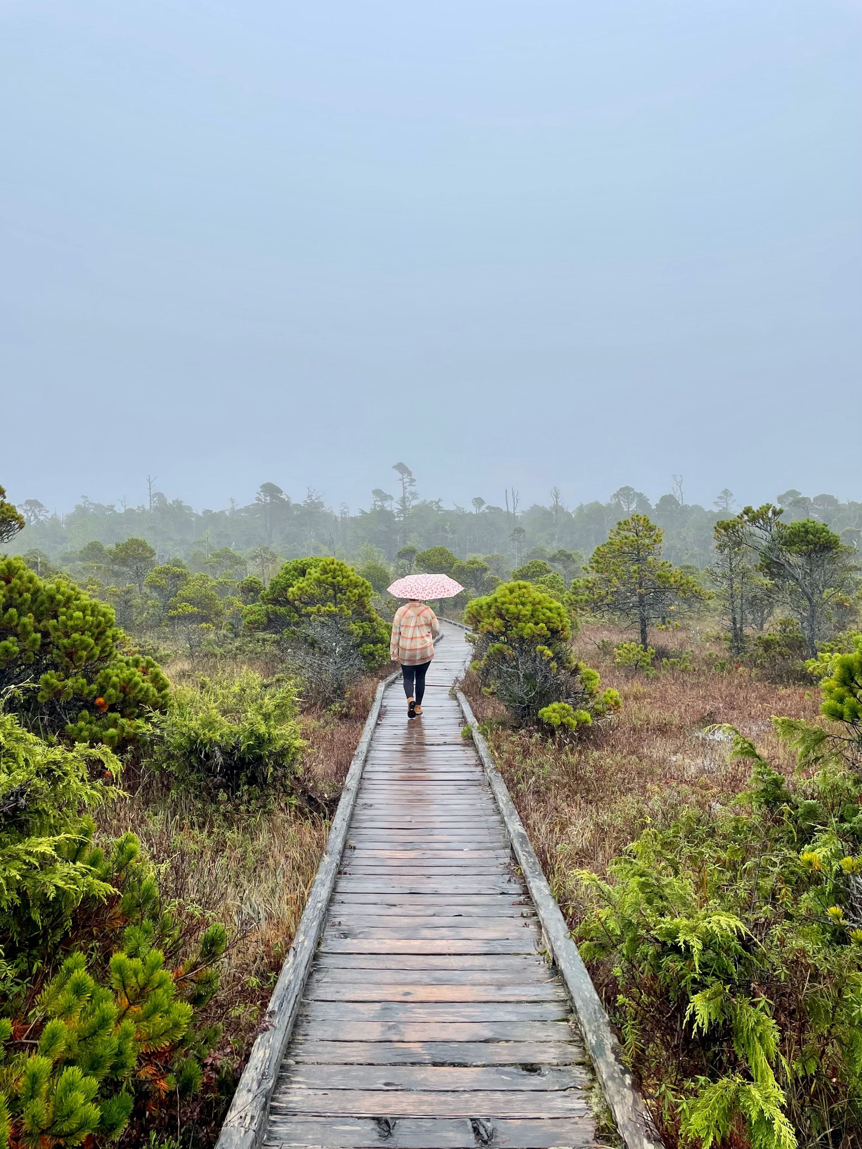 CA British Columbia Pacific Rim National Park boardwalk trail joel wayne unsplash