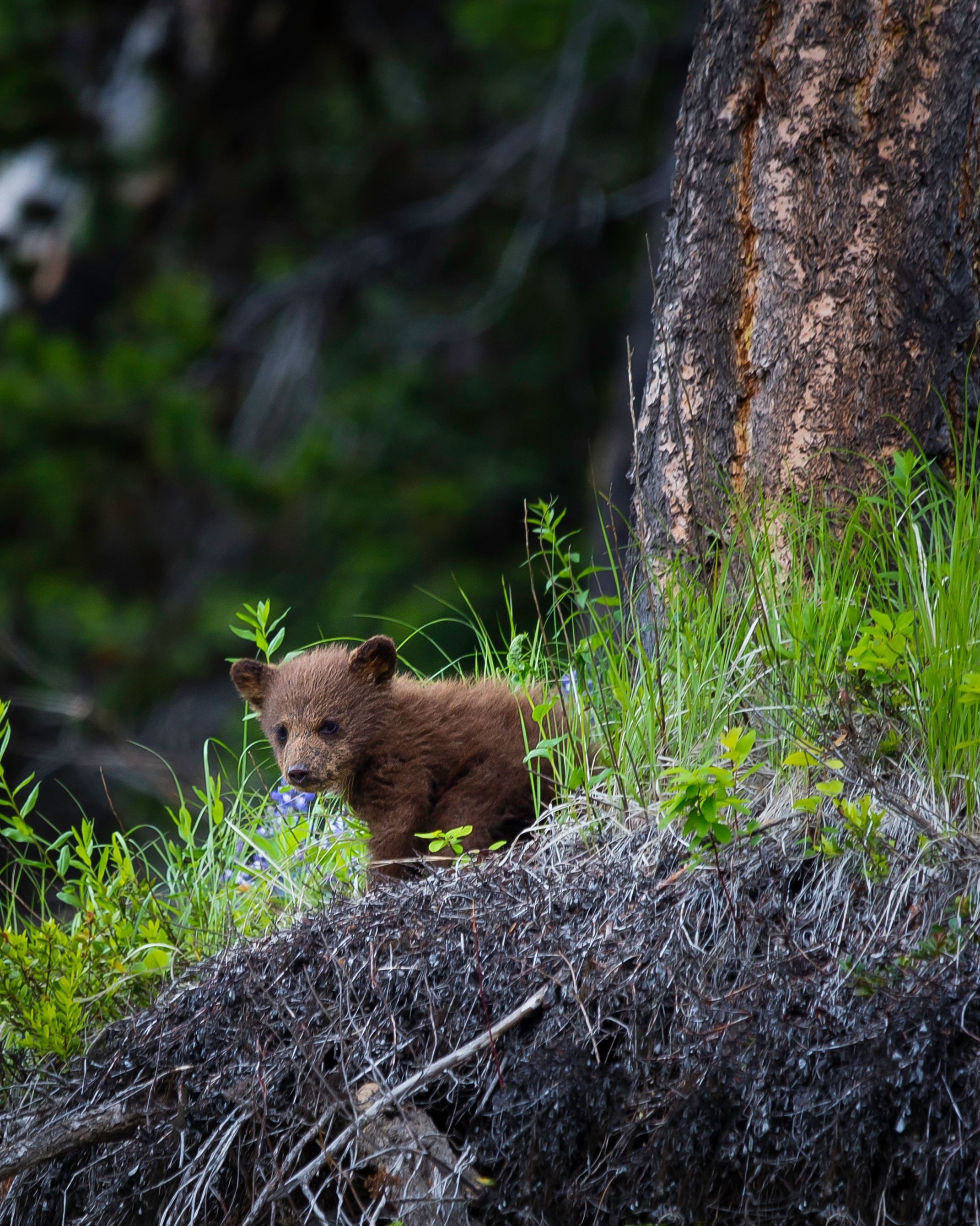 CA British Columbia bear rainforest cub pete nuij unsplash