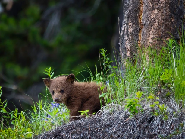 CA British Columbia bear rainforest cub pete nuij unsplash