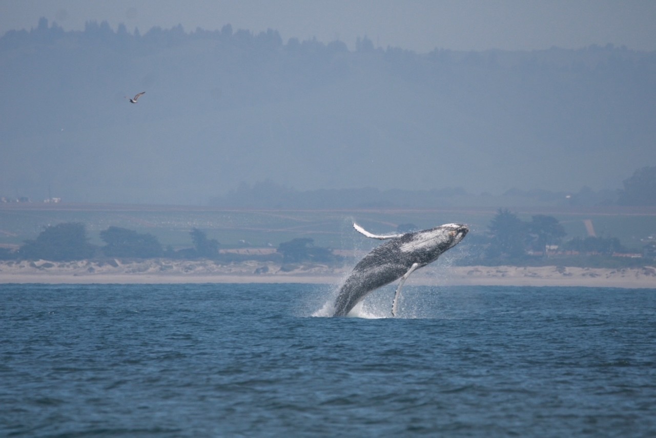Carmel By Sea Whale Watching Picture family Cesar