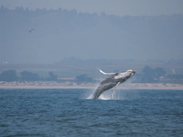 Carmel By Sea Whale Watching Picture family Cesar