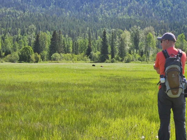 Clearwater Springs In het veld met beren