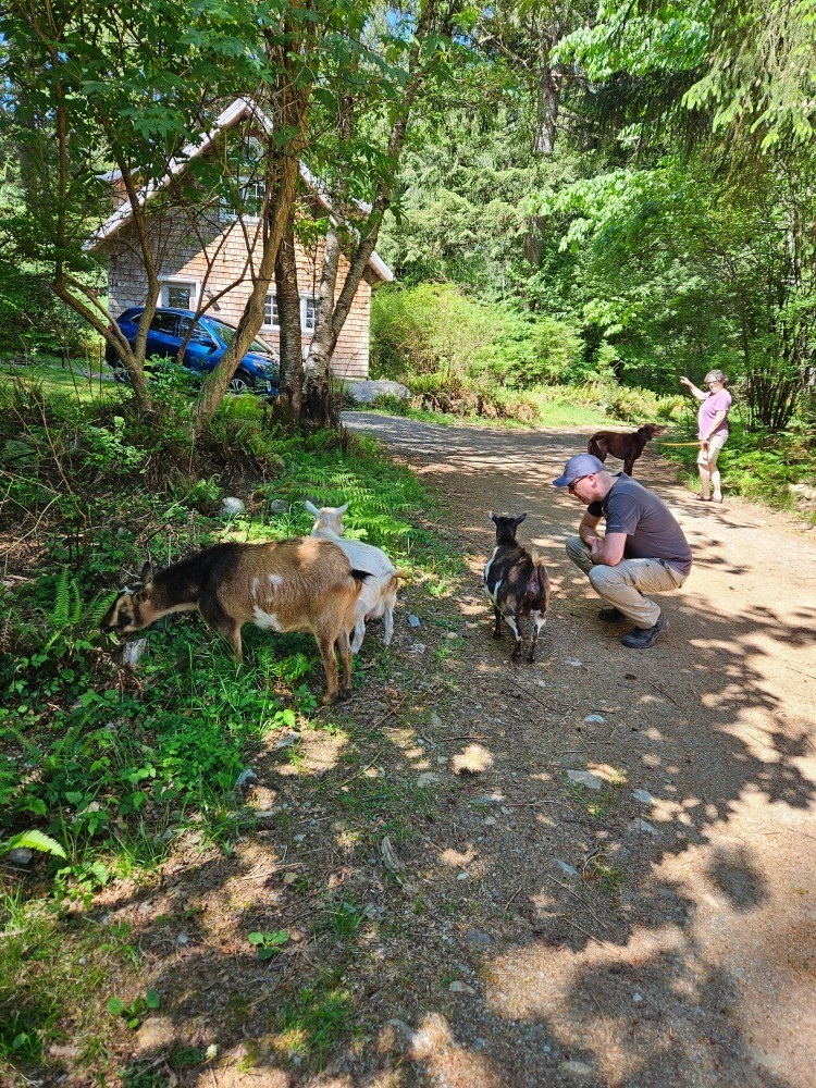 Island Bliss Op stap met de geiten