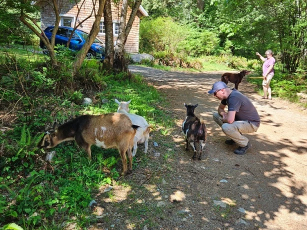 Island Bliss Op stap met de geiten