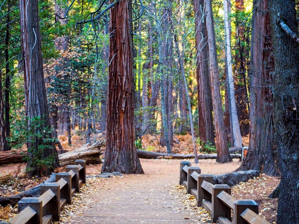 P1077347 Yosemite Scenery