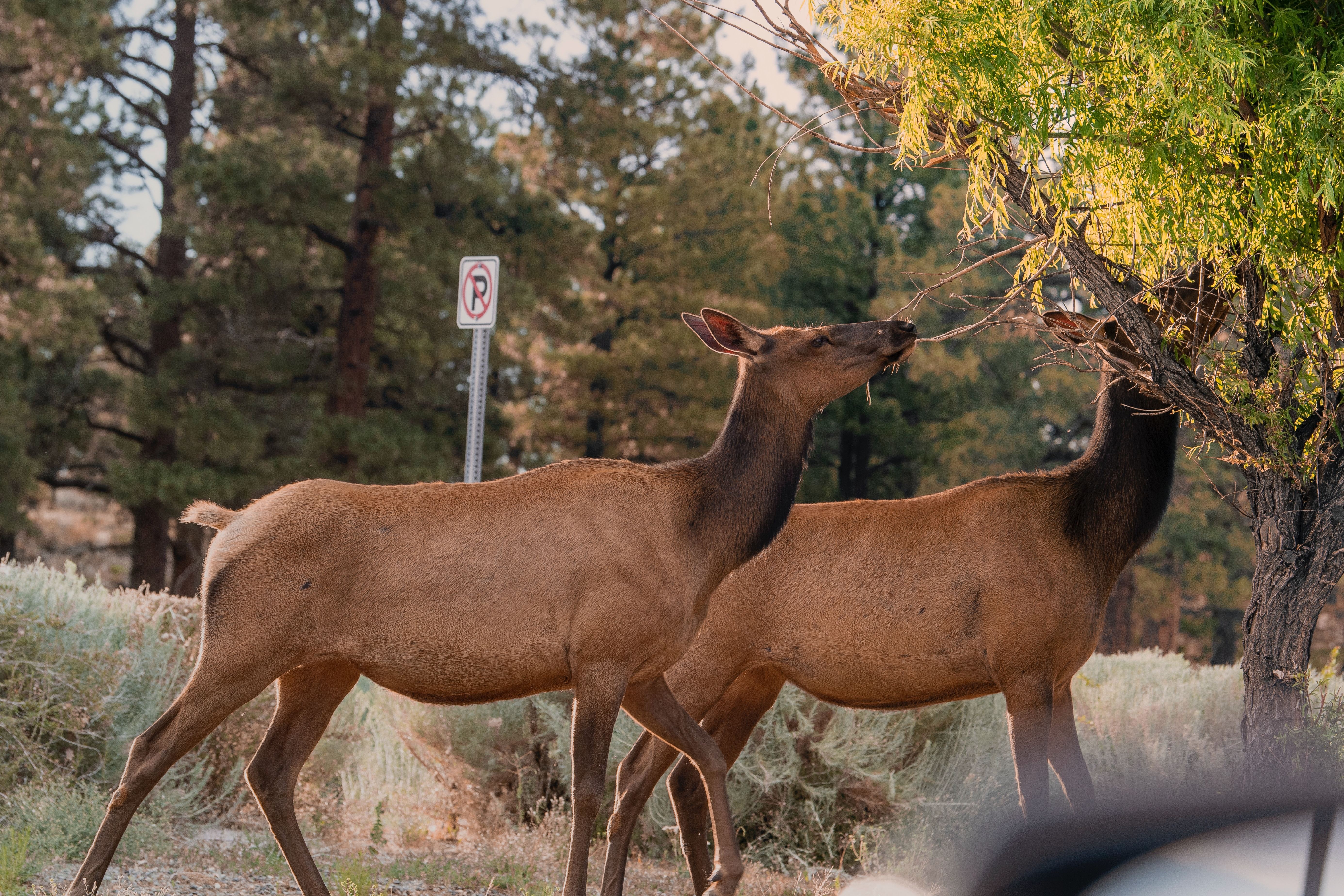 US Arizona Grand Canyon NP wildlife
