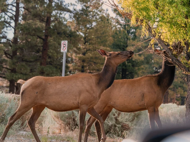 US Arizona Grand Canyon NP wildlife