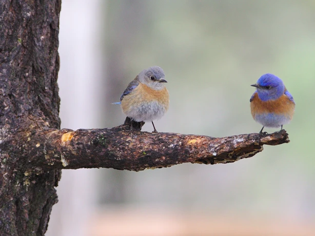 US Arizona Grand Canyon wildlife birds benoit gauzere unsplash