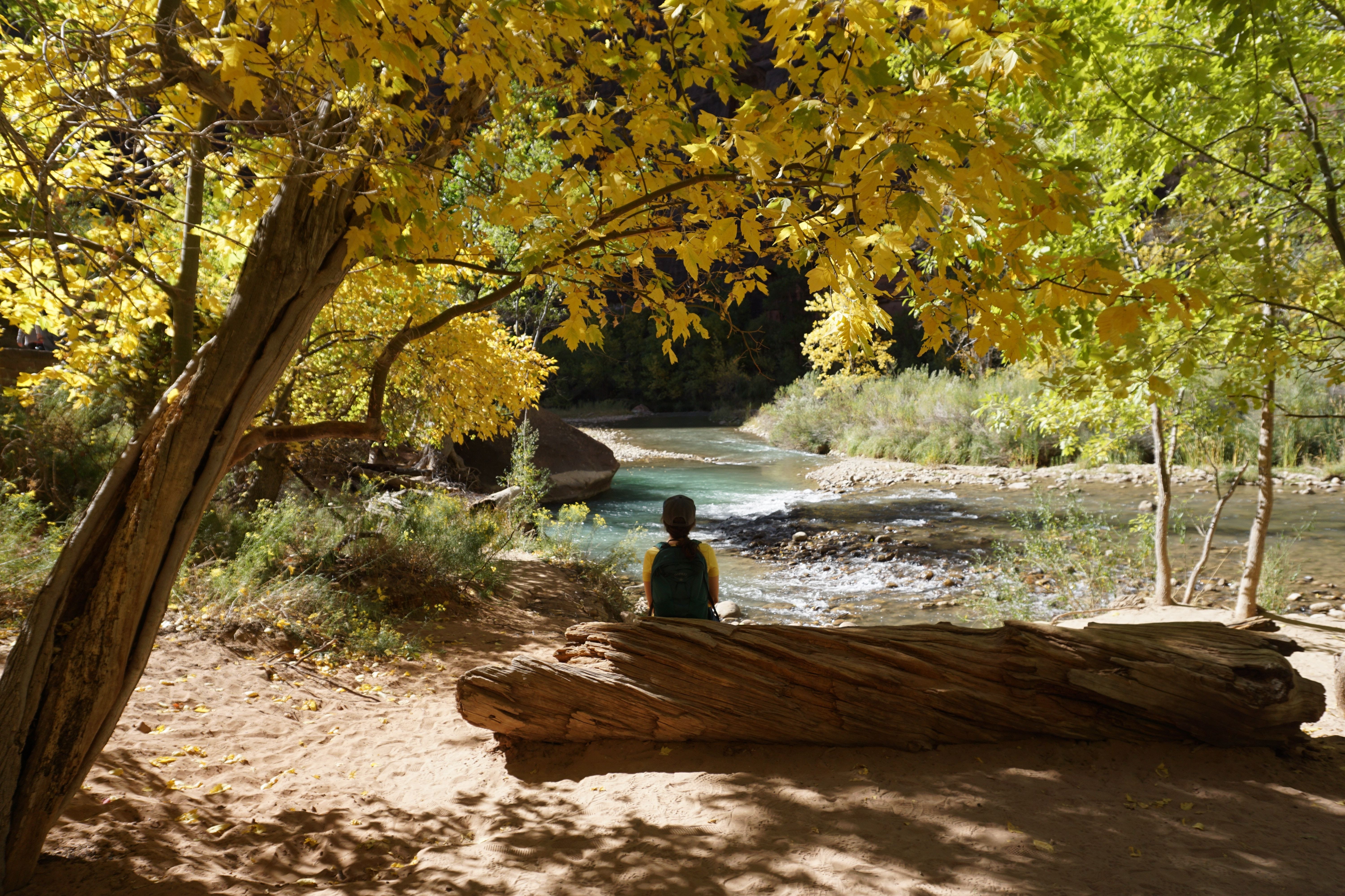 US California Zion national park autumn jaida stewart unsplash