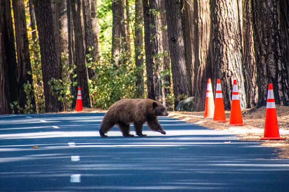 USA California Redwood National Forest black bear