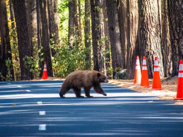 USA California Redwood National Forest black bear