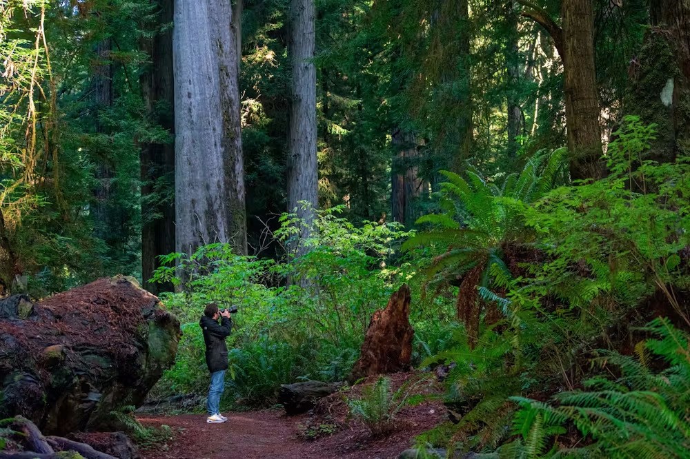 USA Redwood NP Thies famil