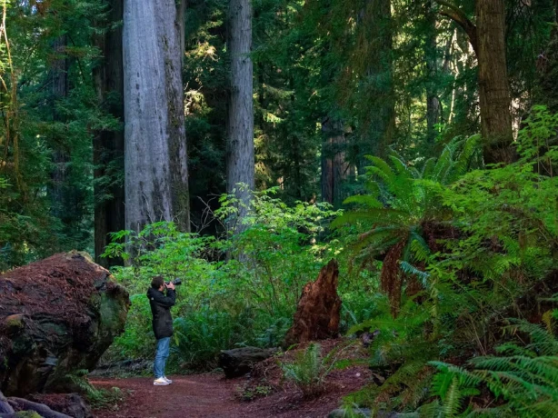 USA Redwood NP Thies famil