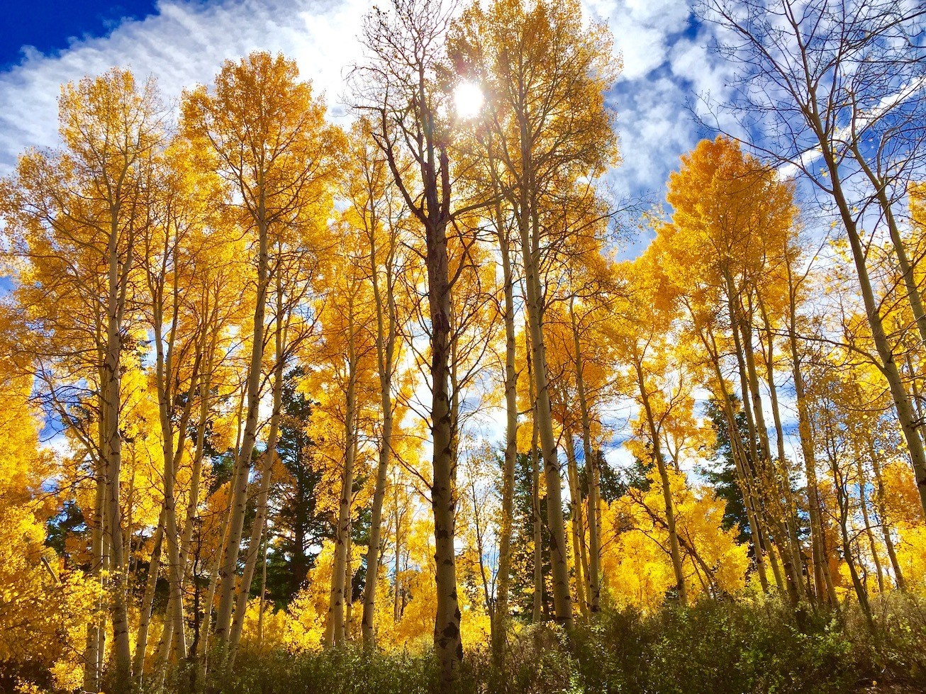 USA Utah Rich County Logan Canyon Herbst