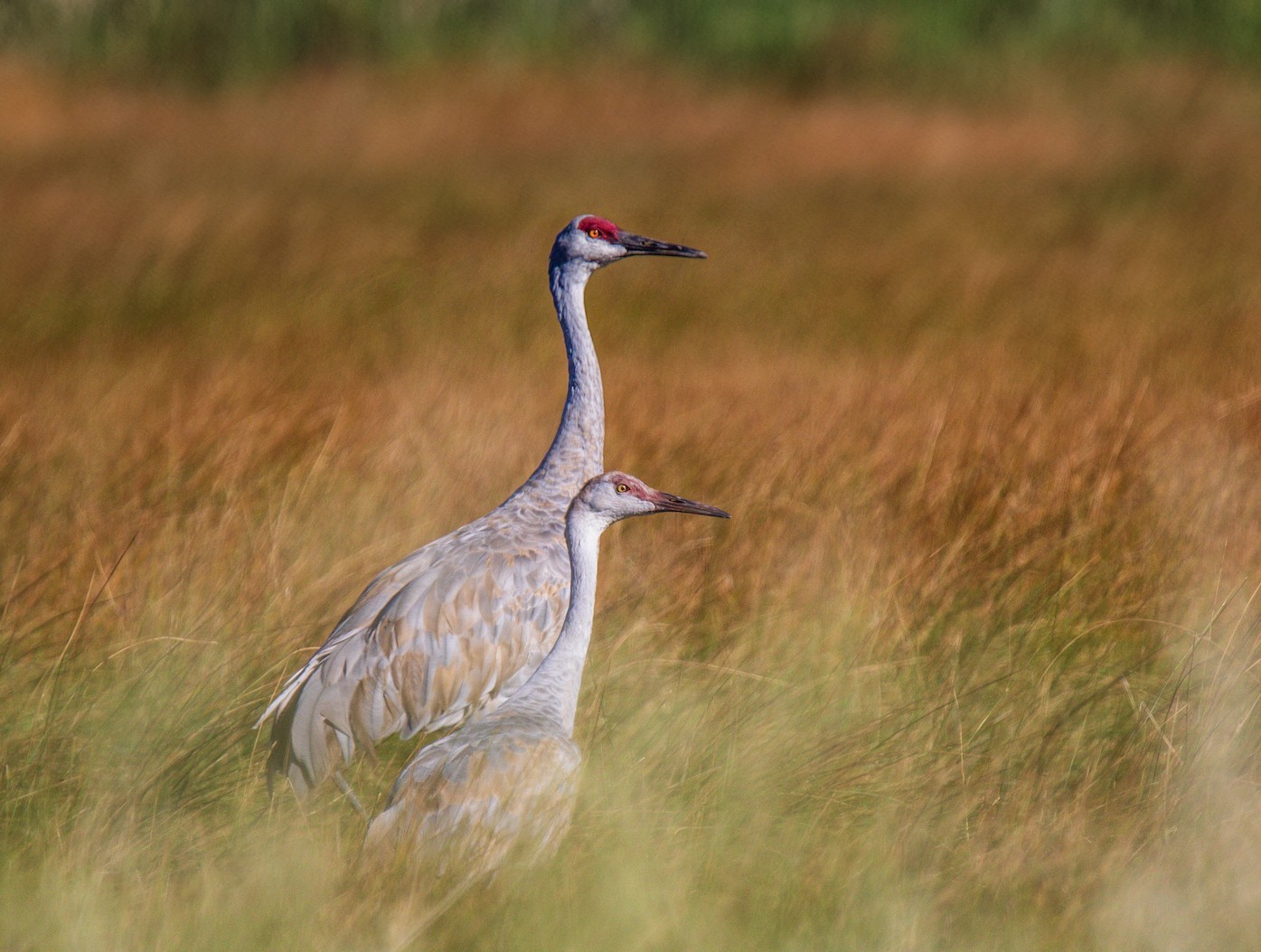 USA Utah Wayne county Bicknell Bottoms Capitol Reef Kranich