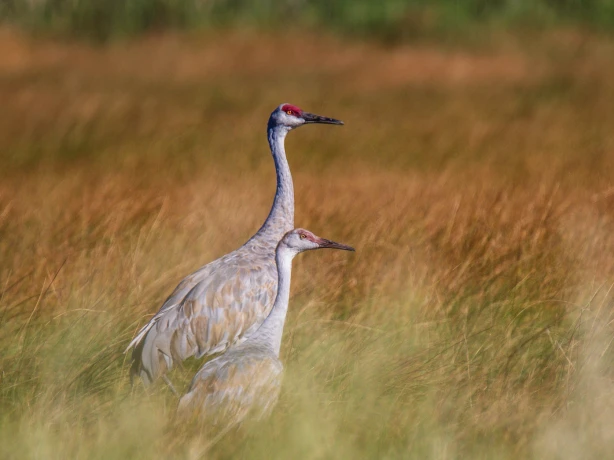 USA Utah Wayne county Bicknell Bottoms Capitol Reef Kranich