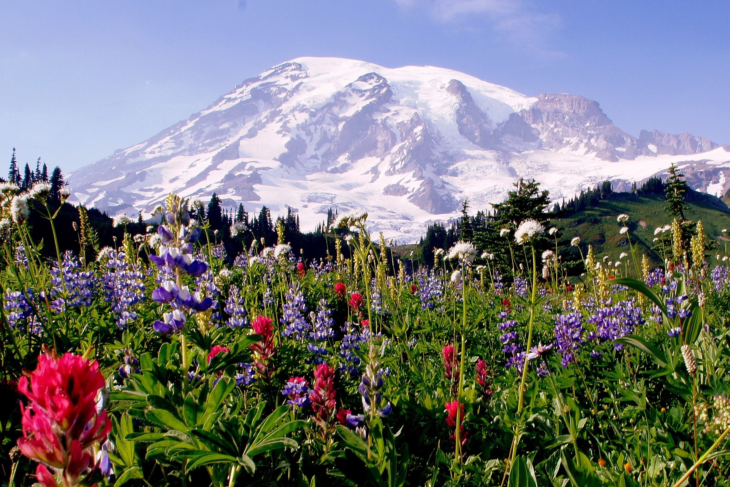USA Washington Mount Rainier Paradise