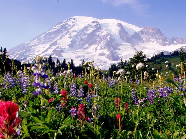 USA Washington Mount Rainier Paradise
