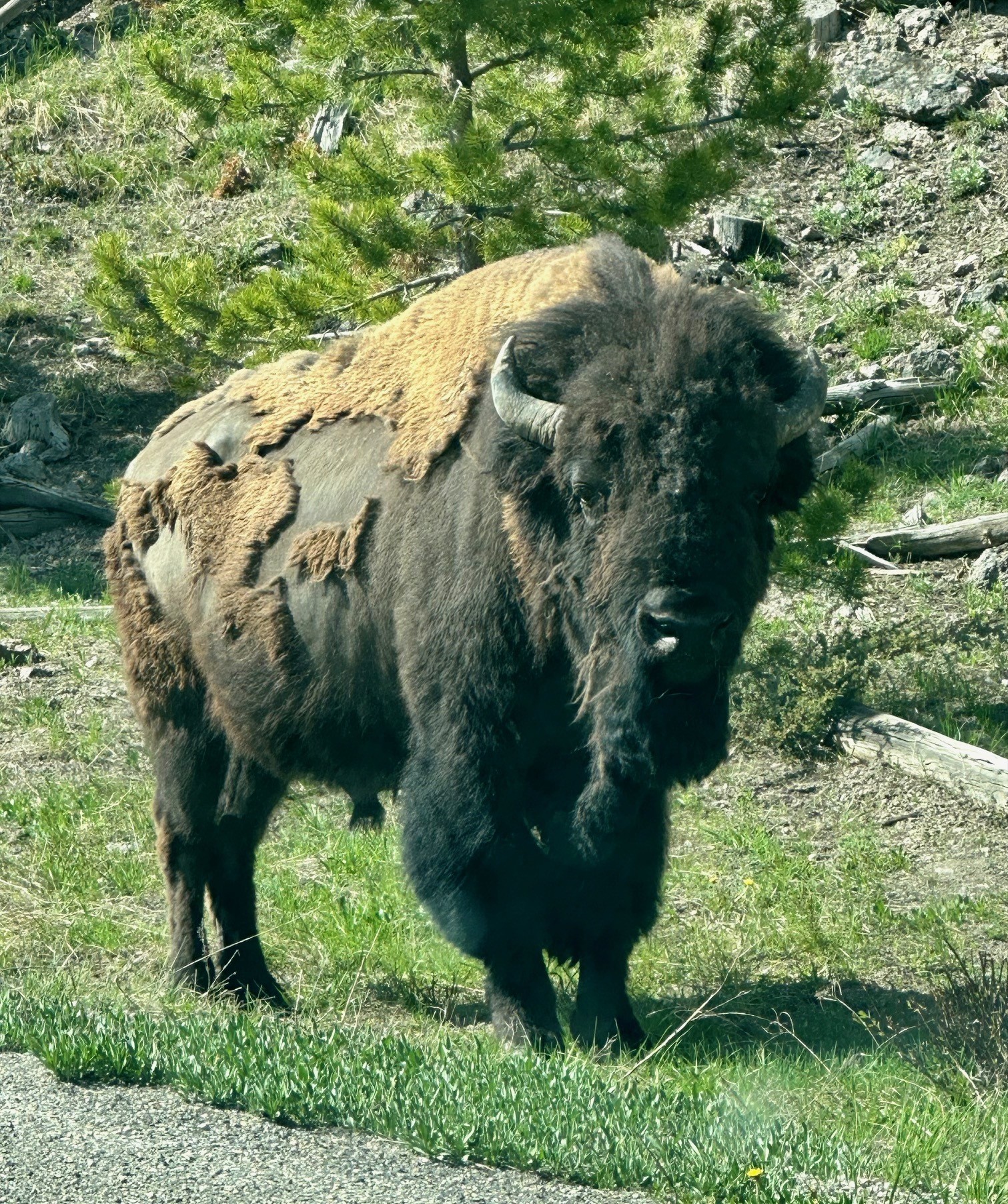 Yellowstone NP bison Family Cesar pictre