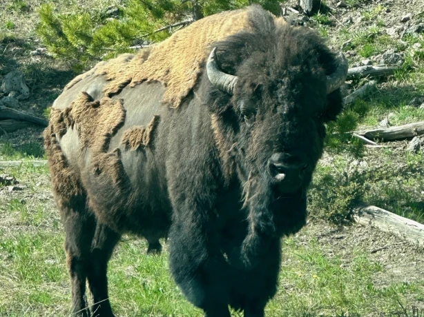 Yellowstone NP bison Family Cesar pictre