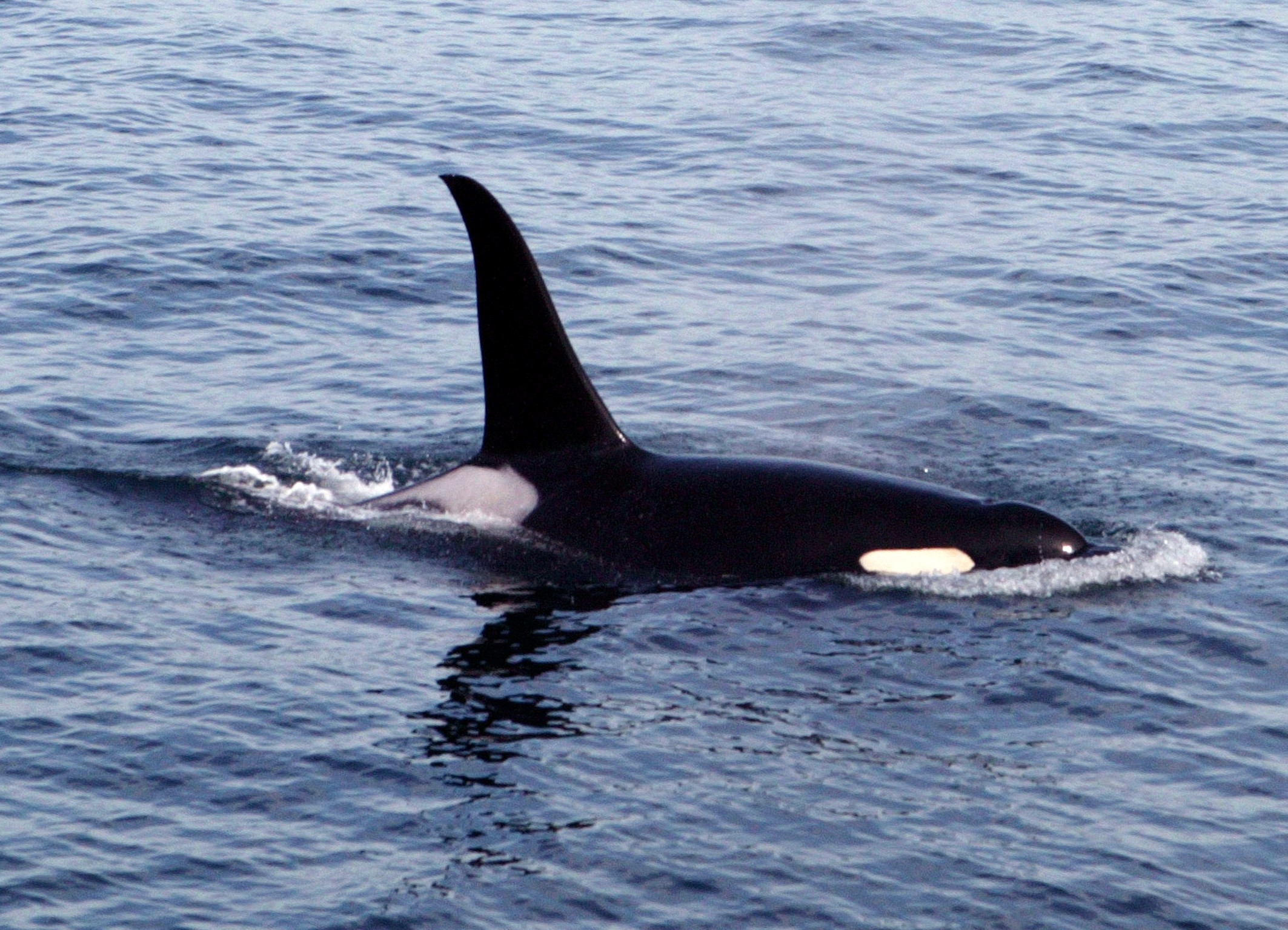 Orka vancouver island 1403196