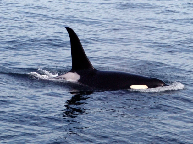Orka vancouver island 1403196