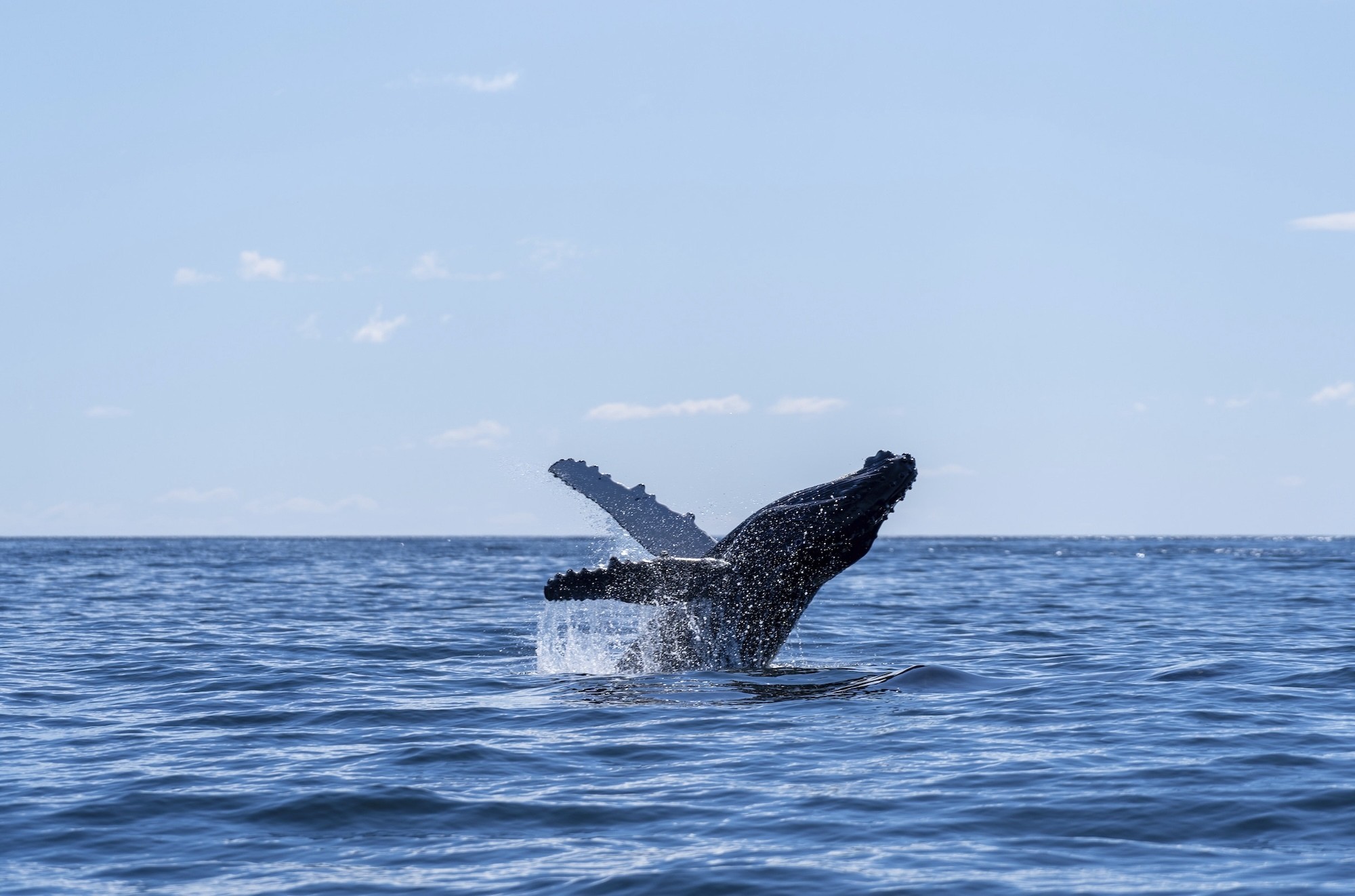 Australien New South Wales Wale beobachten