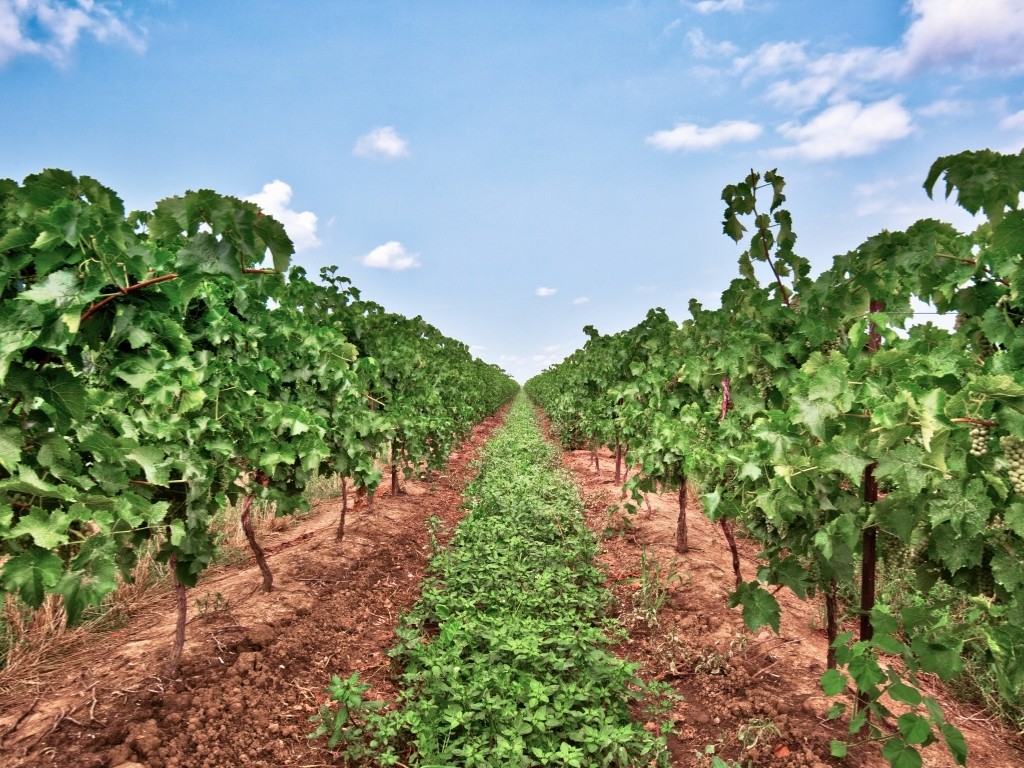 CAN - Niagara on the Lake Vineyard