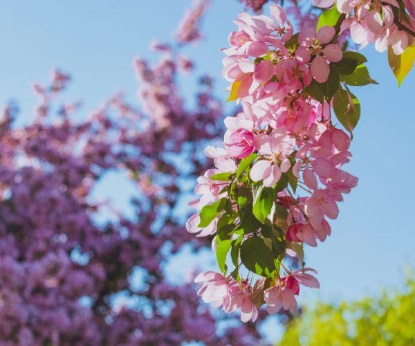 Canada spring in ottawa