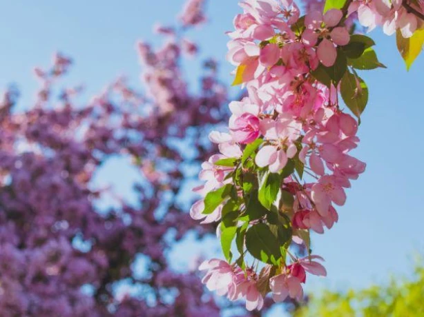 Canada spring in ottawa