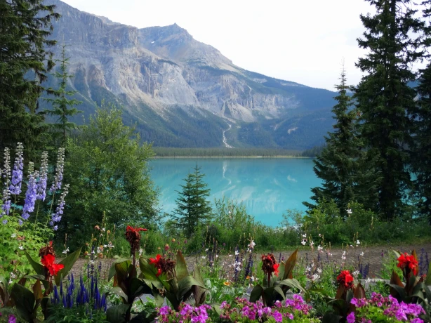 Lentebloemen voor een blauw meer in de Canadese Rockies, Alberta