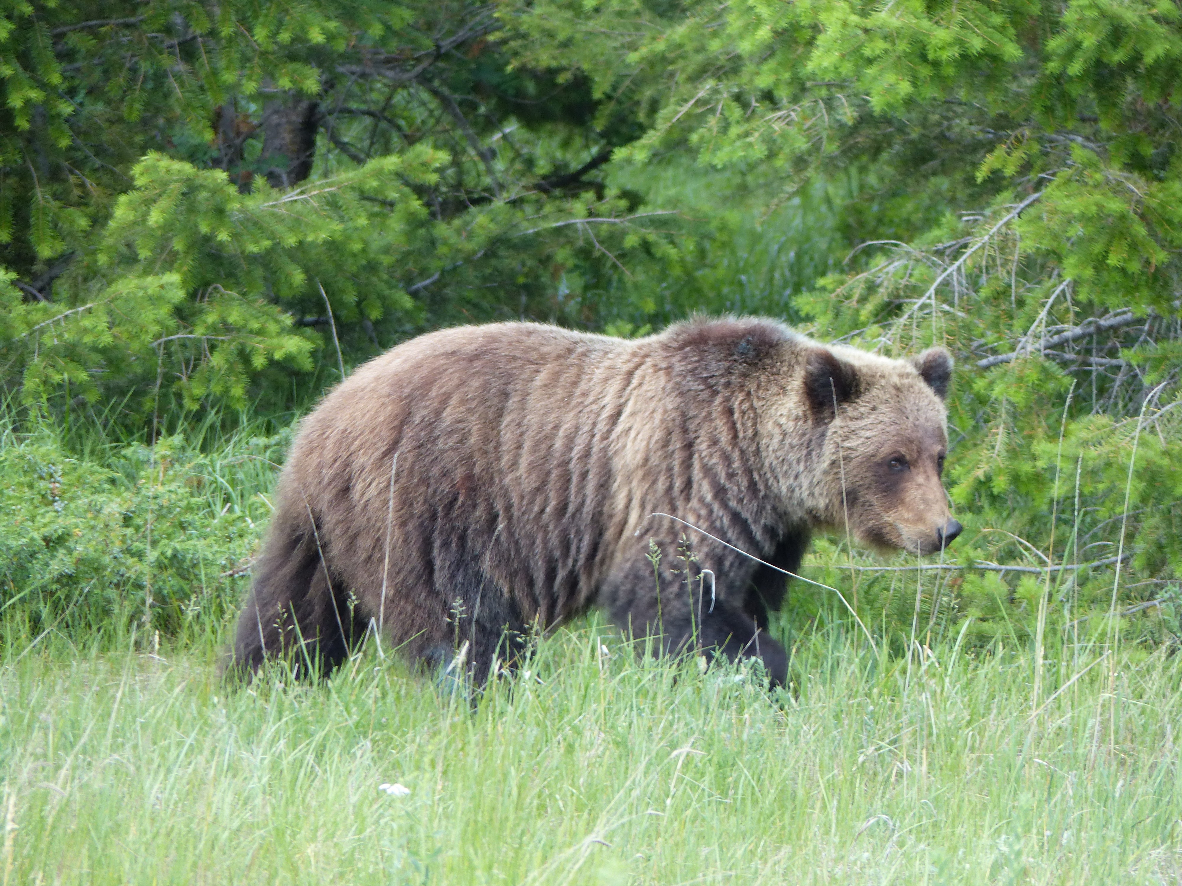 Grizzly bear jasper nationalpark