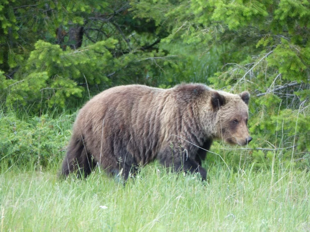 Grizzly bear jasper nationalpark