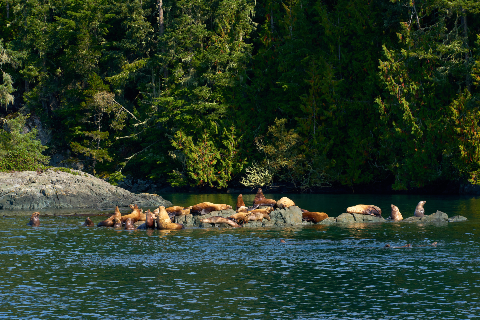 CA BC Vancouver Island sealions