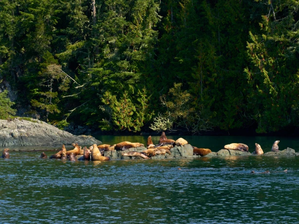 CA BC Vancouver Island sealions