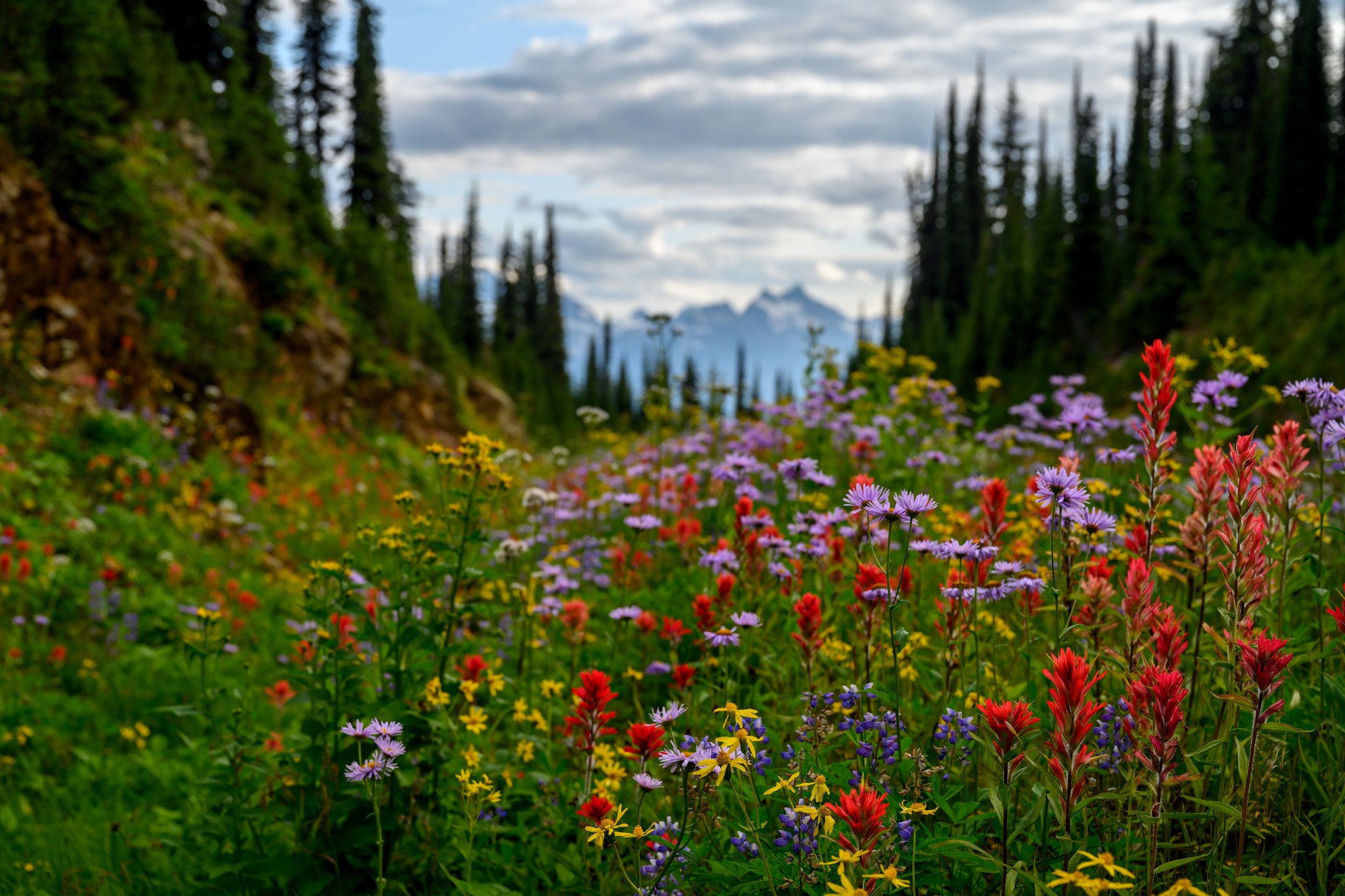 CA British Columbia Mount Revelstoke National Park wildflowers