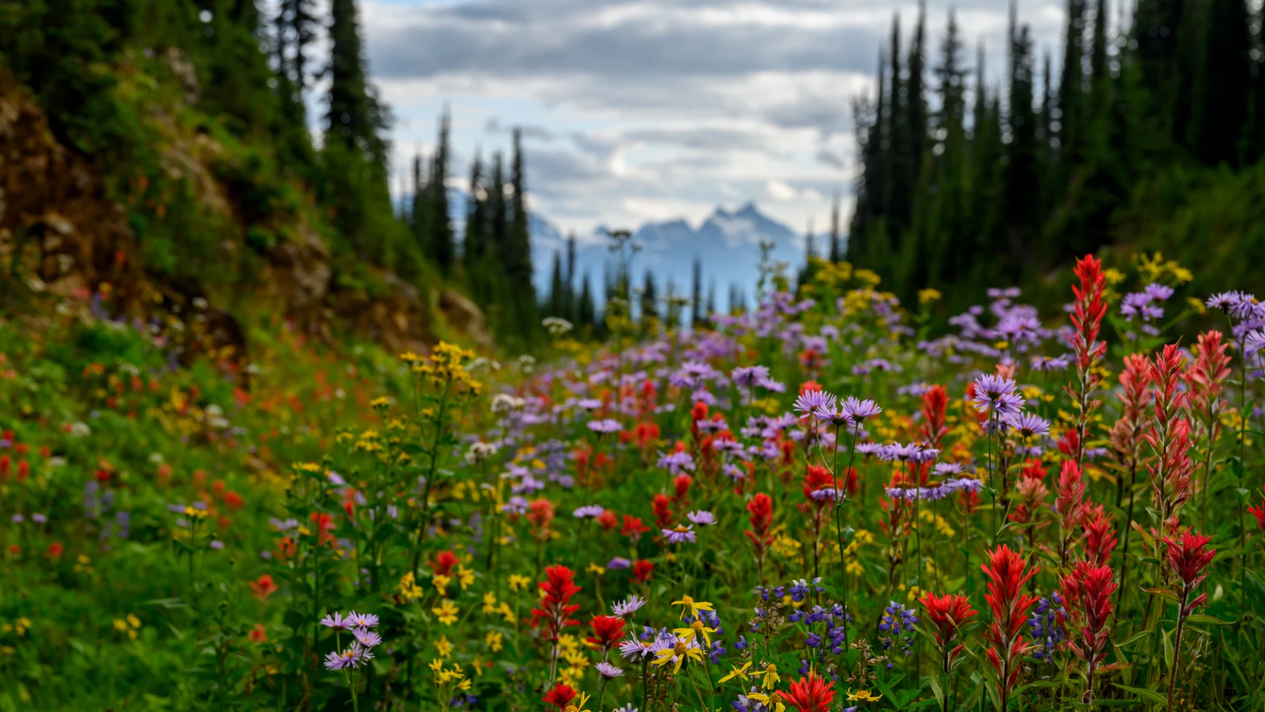 CA British Columbia Mount Revelstoke National Park wildflowers