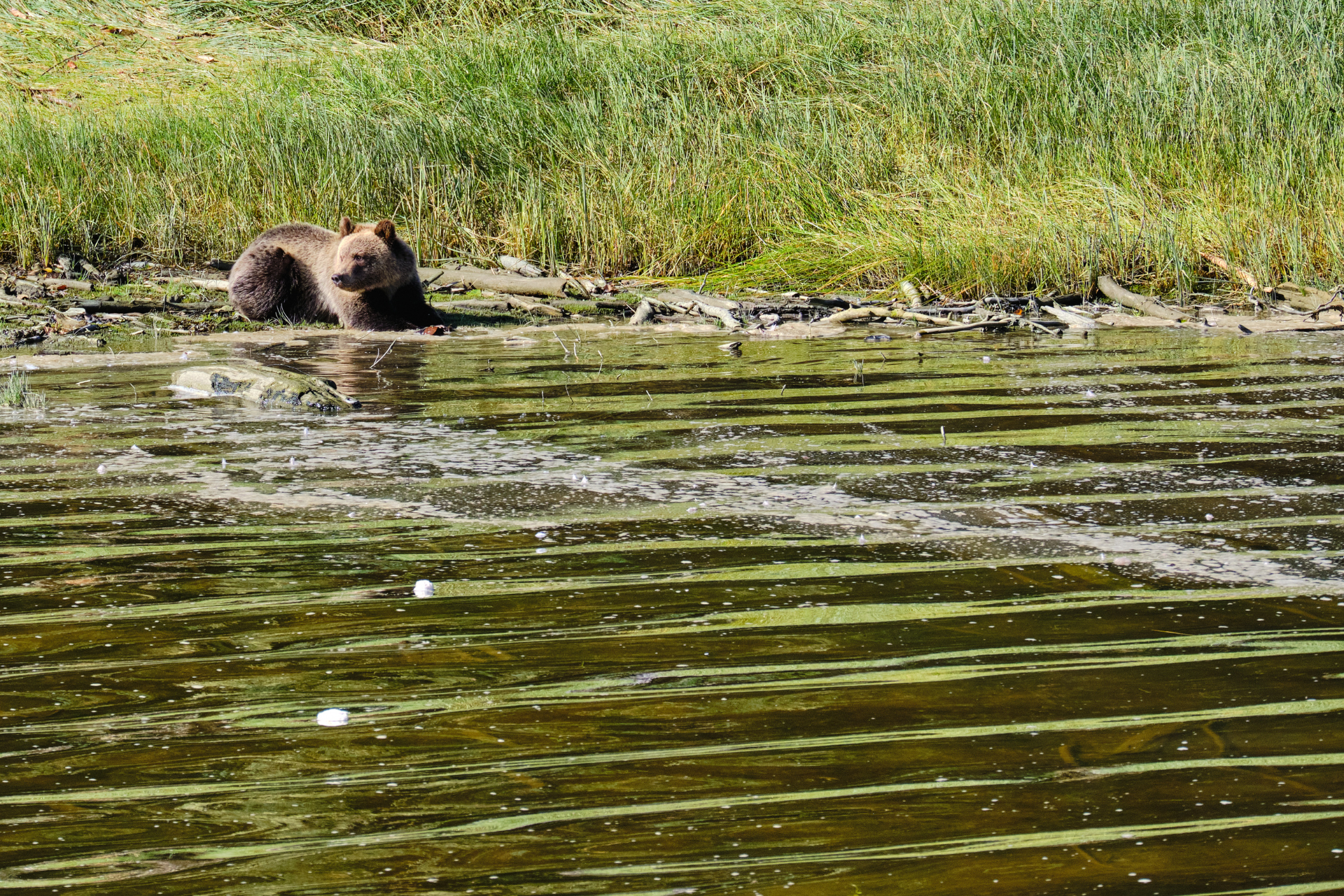 CA British Columbia Vancouver Island Telegraph Cove bear knight inlet
