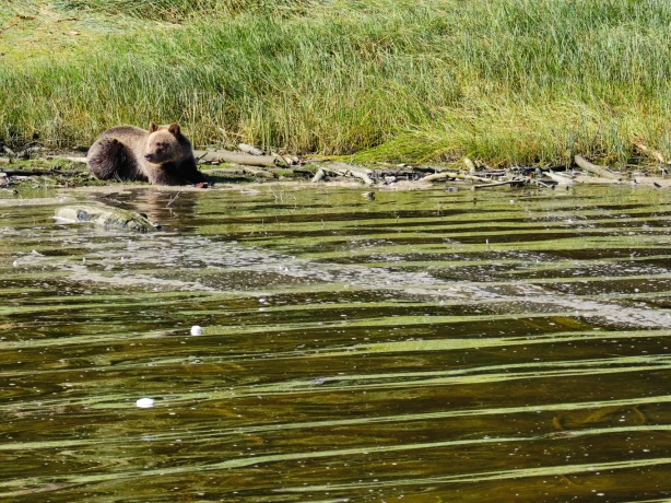 CA British Columbia Vancouver Island Telegraph Cove bear knight inlet